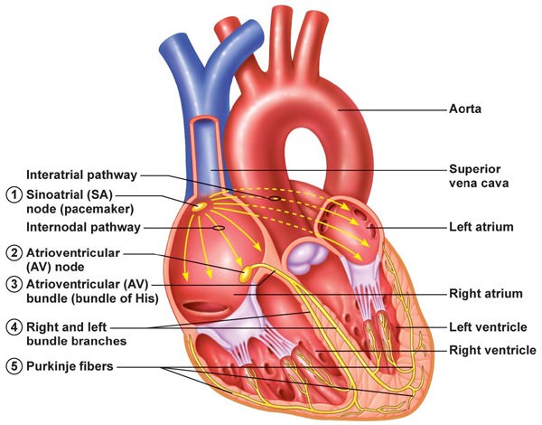 Heart Function | What Heart Rate is Normal