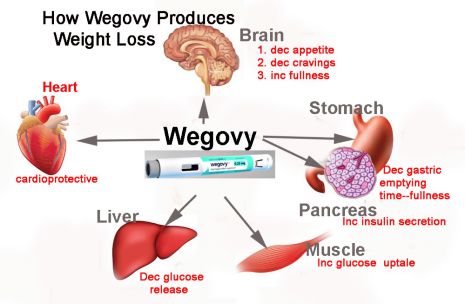 how does wegovy weight loss work?